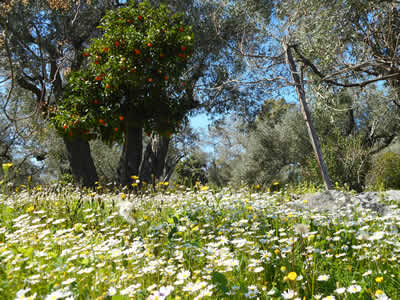 The early spring coulours make us forget the winter ...